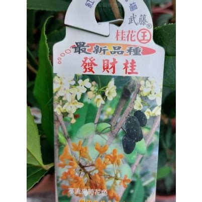 發財桂|新品種桂花